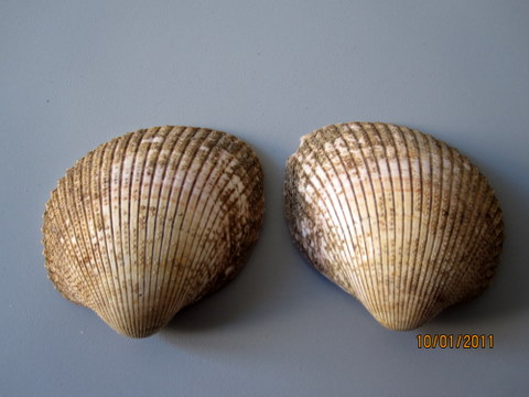 Bivalve mediterraneo!?